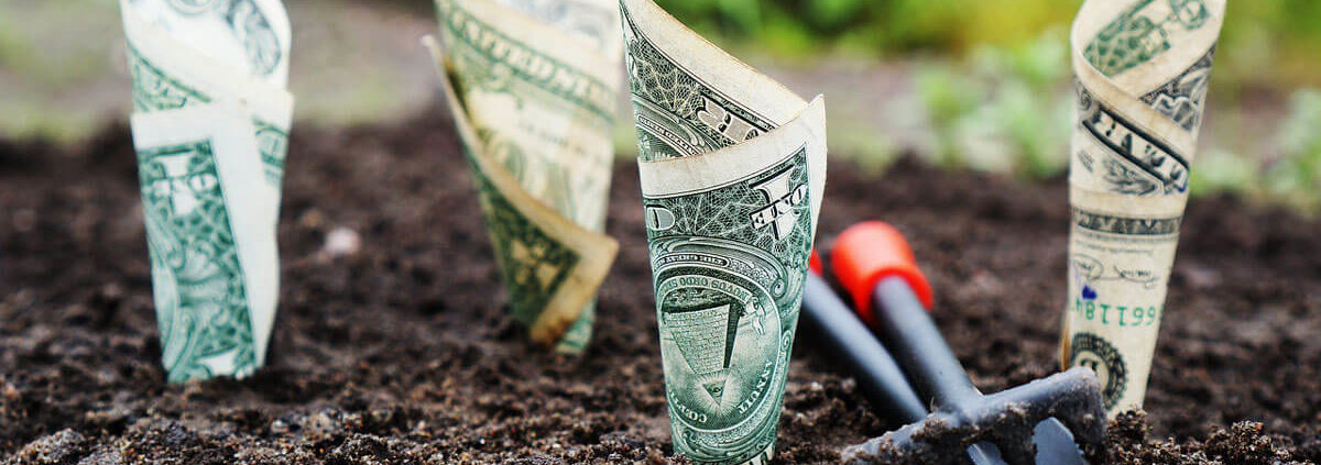 money planted in the soil