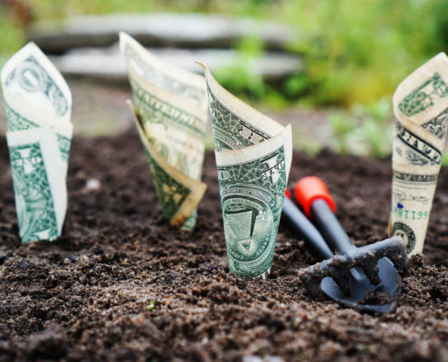 money planted in the soil