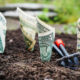 money planted in the soil